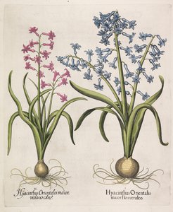Hyacinthus orientalis, 1613 von Basilius Besler