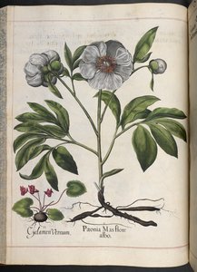 Tafel 106: Cyclamen Vernum, Paonia Mas flore albo, aus Hortus Eystettensis, von Basilius Besler von Basilius Besler