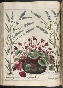 Tafel 347: Cyclamen Romanum, aus Hortus Eystettensis, von Basilius Besler von Basilius Besler