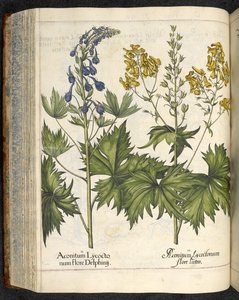 Wolfsbane, Illustration aus 