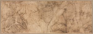 Torsos mit Rippenkäfigen von Battista Franco