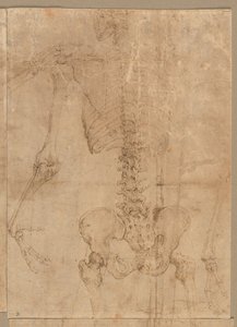 Oberer Teil des Skeletts von hinten, frühe 1540er Jahre von Battista Franco