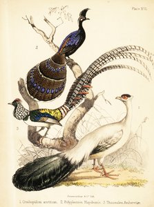 Blauohrfasan, Palawan-Pfaufasan und Lady Amherst