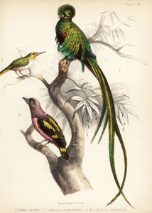 Jamaika-Todi, Prachtquetzal und Bindenbreitrachen. 1855 von Bauerrichter