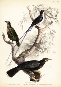 Paradiesvogel, Victorias Gewehrvogel und ausgestorbener Huia. 1855 (Lithografie) von Bauerrichter