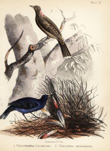 Satin- und Fahlbrust-Laubenvögel von Bauerrichter