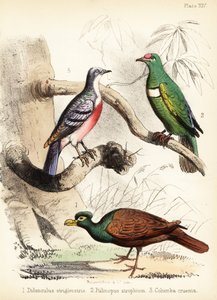 Zahnschnabeltaube, Weißbrust-Fruchttaube und Luzon-Blutbrusttaube. 1855