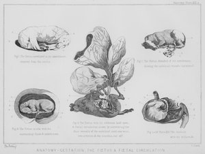 Anatomie, Schwangerschaft, der Fötus und der fetale Kreislauf