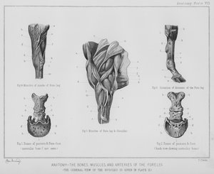 Anatomie, die Knochen, Muskeln und Arterien des Vorderbeins (Litho)