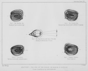 Anatomie, das Auge des Pferdes, in Gesundheit und Krankheit