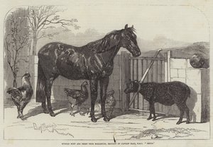 Russisches Pony und Schaf aus Bomarsund, gebracht von Kapitän Hall, HMS Hecla