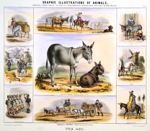 Der Esel, ca. 1850