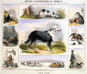 Der Hund, ca. 1850