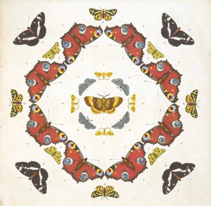 Detail von Tafel 1, aus A Rare Depiction of Butterflies and Moths, veröffentlicht 1764 von Benjamin Wilkes