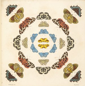 Detail von Tafel III, aus A Rare Depiction of Butterflies and Moths, veröffentlicht 1764 von Benjamin Wilkes