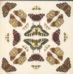 Detail von Tafel II, aus A Rare Depiction of Butterflies and Moths, veröffentlicht 1764