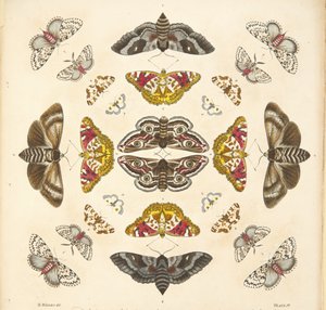 Detail von Tafel IV, aus A Rare Depiction of Butterflies and Moths, veröffentlicht 1764