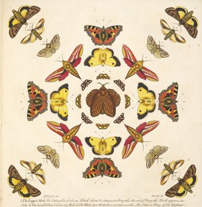 Detail von Platte IX, aus Eine seltene Darstellung von Schmetterlingen und Motten, veröffentlicht 1764 von Benjamin Wilkes