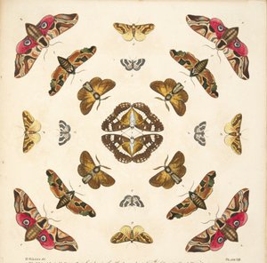 Detail von Tafel VIII, aus A Rare Depiction of Butterflies and Moths, veröffentlicht 1764 von Benjamin Wilkes