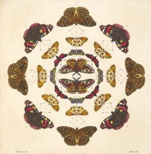 Detail von Tafel VII, aus A Rare Depiction of Butterflies and Moths, veröffentlicht 1764 von Benjamin Wilkes