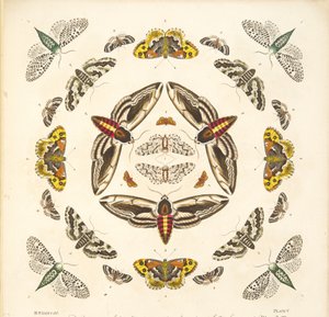 Detail von Tafel V, aus A Rare Depiction of Butterflies and Moths, veröffentlicht 1764 von Benjamin Wilkes