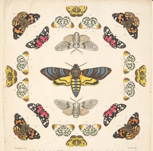 Detail aus Platte XII, aus Eine seltene Darstellung von Schmetterlingen und Motten, veröffentlicht 1764 (handkolorierter Kupferstich) von Benjamin Wilkes