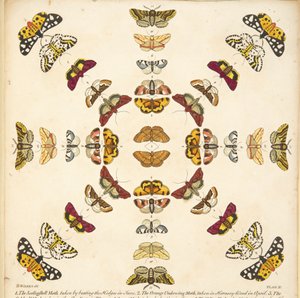 Detail aus Tafel XI, aus Eine seltene Darstellung von Schmetterlingen und Motten, veröffentlicht 1764 (handkolorierte Gravur) von Benjamin Wilkes