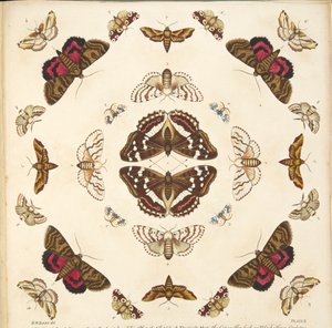 Detail von Tafel X, aus A Rare Depiction of Butterflies and Moths, veröffentlicht 1764 von Benjamin Wilkes