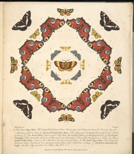 Tafel 1, aus A Rare Depiction of Butterflies and Moths, veröffentlicht 1764 von Benjamin Wilkes