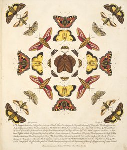 Tafel IX, aus A Rare Depiction of Butterflies and Moths, veröffentlicht 1764 von Benjamin Wilkes