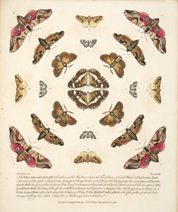 Tafel VIII, aus A Rare Depiction of Butterflies and Moths, veröffentlicht 1764 von Benjamin Wilkes