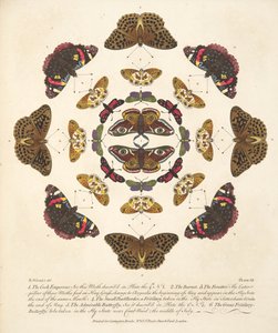 Tafel VII, aus A Rare Depiction of Butterflies and Moths, veröffentlicht 1764