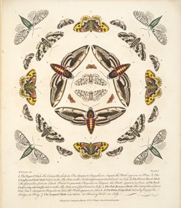 Tafel V, aus A Rare Depiction of Butterflies and Moths, veröffentlicht 1764 von Benjamin Wilkes
