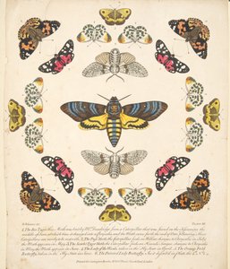 Tafel XII, aus 
