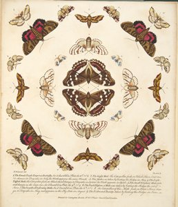 Tafel X, aus A Rare Depiction of Butterflies and Moths, veröffentlicht 1764 von Benjamin Wilkes