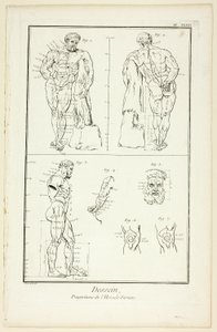 Entwurf: Proportionen des Farnese-Herkules, aus der Encyclopédie von Benoit Louis Prevost