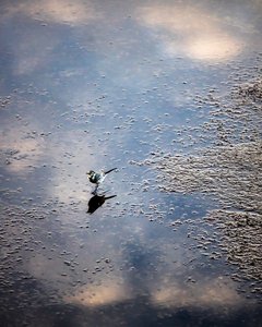 Vogel auf dem Fluss Garonne in Toulouse, Haute-Garonne