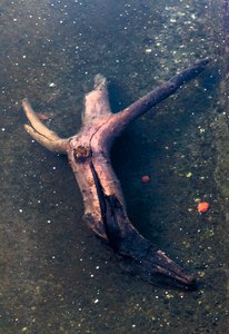 Kreuzförmiges Holzstück im Fluss Garonne, Toulouse, Haute-Garonne