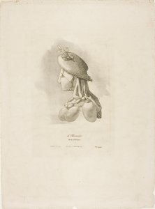 Die Metzgerin, aus Arts et Métiers von Bernard Gaillot