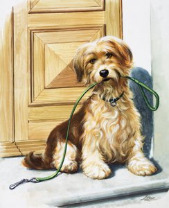 Hund mit Leine im Maul