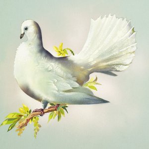 Pfautaube