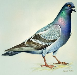 Felsentaube