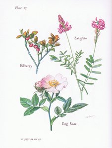 Heidelbeere, Hundsrose, Esparsette von Bessie D. Inglis