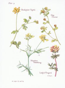 Hornklee, Frauenfinger, Hopfenklee, Wiesenplatterbse, 1951 von Bessie D. Inglis