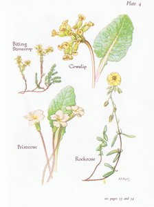 Mauerpfeffer, Schlüsselblume, Sonnenröschen, Primel, 1951