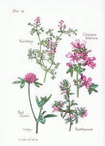 Malve, Hauhechel, Erdrauch, Rotklee von Bessie D. Inglis