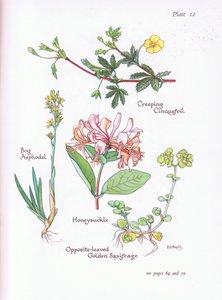 Kriechendes Fingerkraut, Moorlilie, Geißblatt, Gegenblättriger Goldhafer