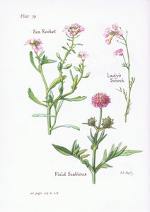 Wiesenschaumkraut, Feld-Witwenblume, Meersenf von Bessie D. Inglis