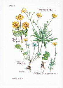 Sumpfdotterblume, Scharbockskraut, Wiesen-Hahnenfuß, Knolliger Hahnenfuß, 1951