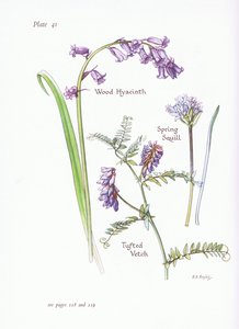 Frühlings-Sternhyazinthe, Waldhyazinthe, Wicken von Bessie D. Inglis